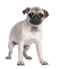 pug puppy (5 months old)