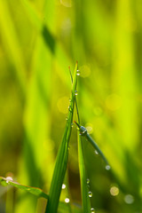 leaf with dew