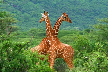 Photo sur Plexiglas Afrique du Sud Combat de deux girafes