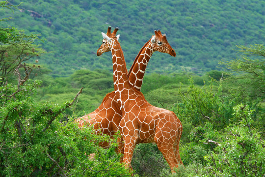 Fototapeta Walka dwóch żyraf