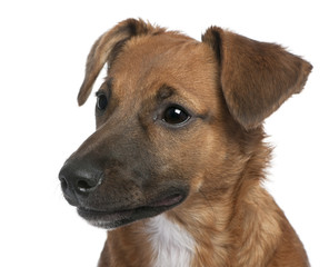 close-up on a brown Bastard puppy (6 months old)