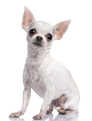 white chihuahua (3 years old)
