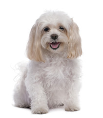 maltese dog sitting (11 years old)