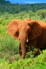 Fototapeta na wymiar African Elephant in the wild
