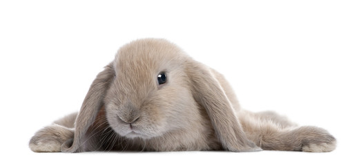 Brown Rabbit lying down