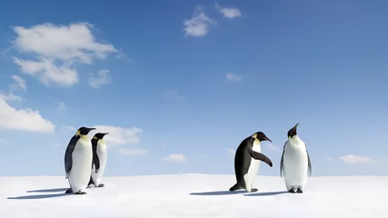 Crédence de cuisine en verre imprimé Pingouin Rejet