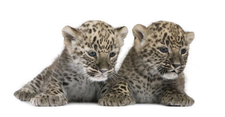 Naklejka premium Persian leopard Cub (6 weeks)