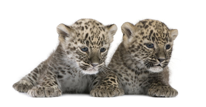 Persian leopard Cub (6 weeks)