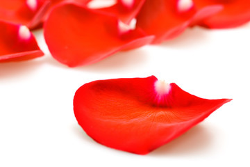 Background of red rose petals isolated on white.