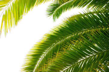 trunk and leaves of palm tree on a white background