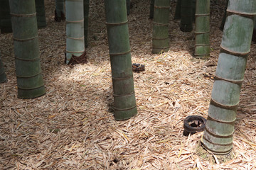 Obraz premium Bamboo grove in Kamakura