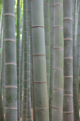 Bamboo grove in Kamakura