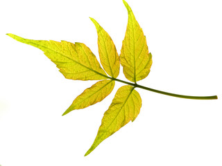 Fototapeta premium isolated leaf of tree
