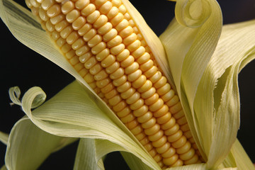 corn on the cob © Casa.da.Photo
