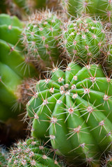 Macro image of cactus bush.