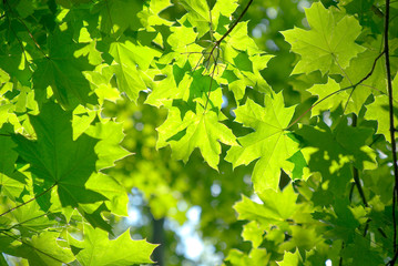 Fototapeta na wymiar Fresh green maple leaves