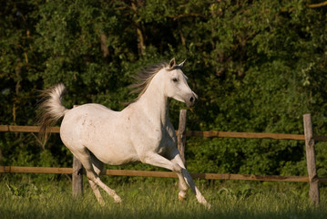 white arabian mare