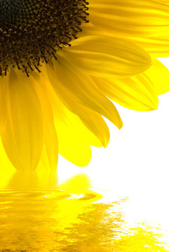 girasole riflesso