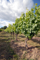 vignes