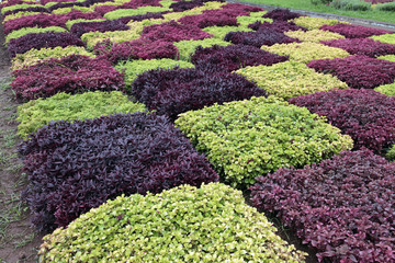 Jardin botanique de Funchal - Madère - Portugal