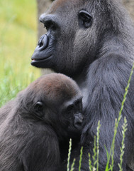 Gorilla and infant
