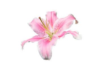 Naklejka na ściany i meble Pink lily flower on white background with clipping path