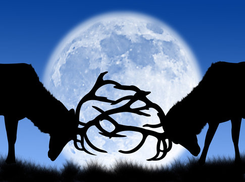 Lotta di cervi nella luna