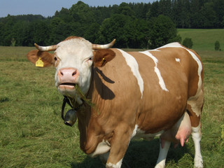 Fototapeta na wymiar Upper Bavarian cow