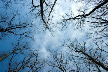 Trees on a winter/spring days