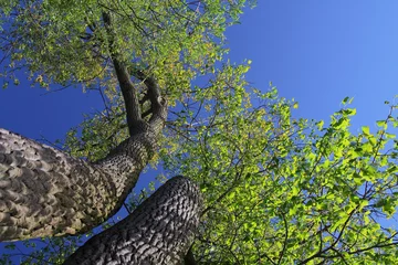 Foto op Plexiglas Zomer in de boom © Aintschie