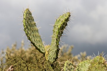 V-shaped leaves of zabar cactus, or prickly pear
