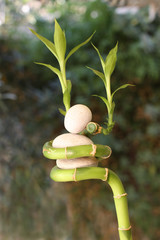 Fototapeta na wymiar bambou et galets