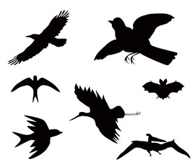 Birds.