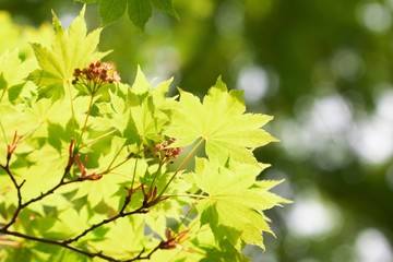 green leaves