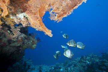 ocean and orbicular spadefish