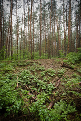 Obraz premium wet fern in forest