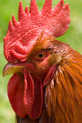 Big Red Rooster