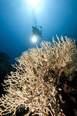 Fototapeta na wymiar ocean, coral and a diver