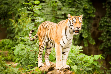Fototapeta na wymiar siedzący tygrys