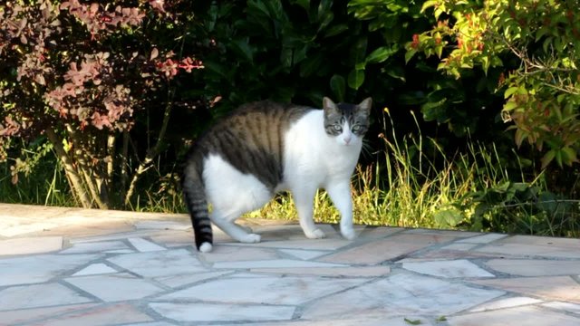chat se levant pour partir