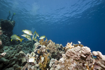 Fototapeta na wymiar ocean, coral and blackspotted sweetlips