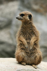 Fototapeta premium Meerkat