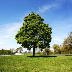 Baum in der Landschaft