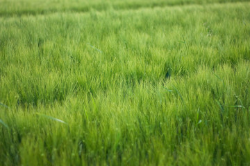 Feld