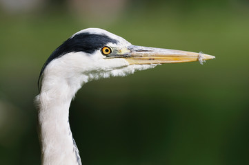 Close-up portrait of  young Grey Heron (ardea cinerea)