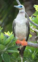 oiseau Sula Sula fou à pieds rouges vue de profil