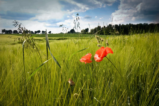 Landscape