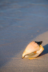 Queen conch on sand beach of Florida Keys