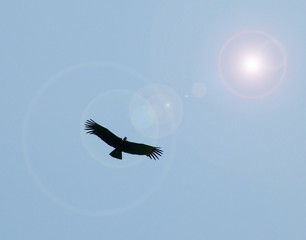 Andean Condor