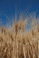 champs de blé, épis de blé en gros plan